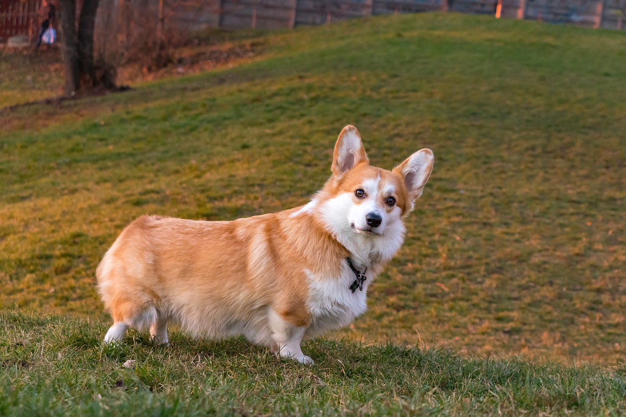 A Welsh Corgi